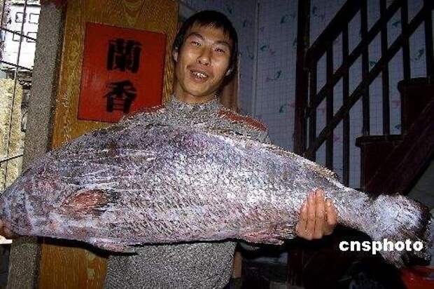 Китайский рыбак поймал рыбу из «Красной книги» ценой 473 тысячи долларов . Изображение № 1.