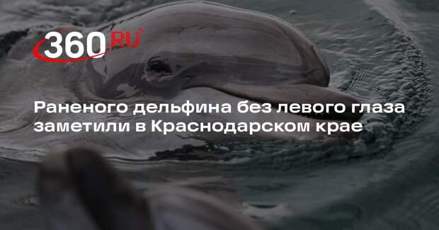 Раненого дельфина без левого глаза заметили в Краснодарском крае