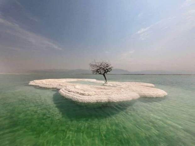 Дерево жизни: тайна одинокого растения посреди Мертвого моря