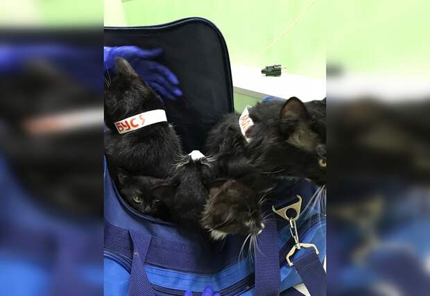 Коты были очень испуганы происходящим. Фото из группы Центр реабилитации бездомных животных "ДОЗОР"