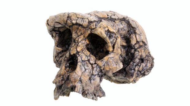 Обезьяна, которая встала первой: найден самый древний предок человека