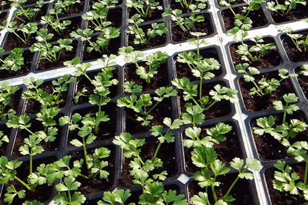 закаляем рассаду закаляем рассаду