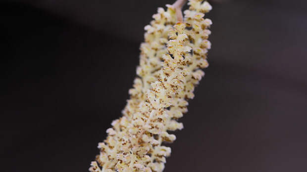 Аллерголог Болибок: орешник и ольха зацветут через одну — две недели