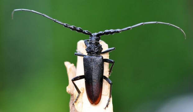 Фото: Реликтовый дровосек насекомое