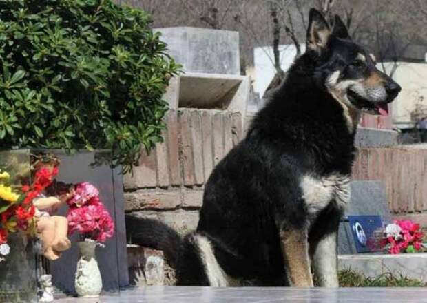 Скончался пес, который 11 лет ночевал возле могилы своего хозяина животные, могила, ожидание, смерть, собака