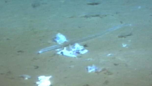 Фрагменты пластиковых пакетов на дне Марианской впадины, глубина более десяти километров / ©JAMSTEC 