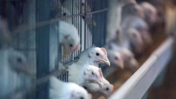 Вирусолог рассказал, ожидать ли пандемии из-за вируса птичьего гриппа A(H5N2)