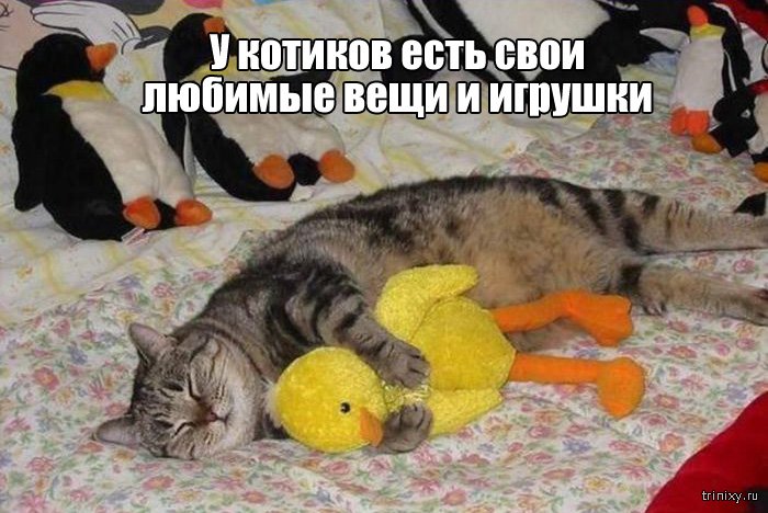 Вещи, которые до боли знакомы всем кошатникам (20 фото)