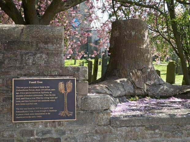 Ископаемое дерево Стэнхоуп в Англии