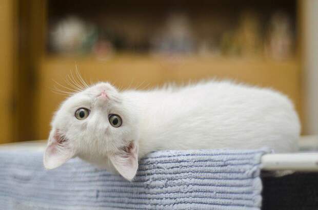 Кошка. Фото: pixabay.com
