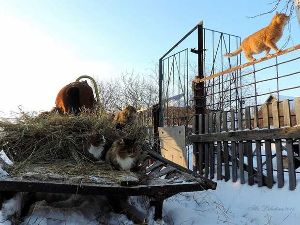 Миллион сибирских кошек Алла Лебедева, барнаул, кошеки, фоторепортаж