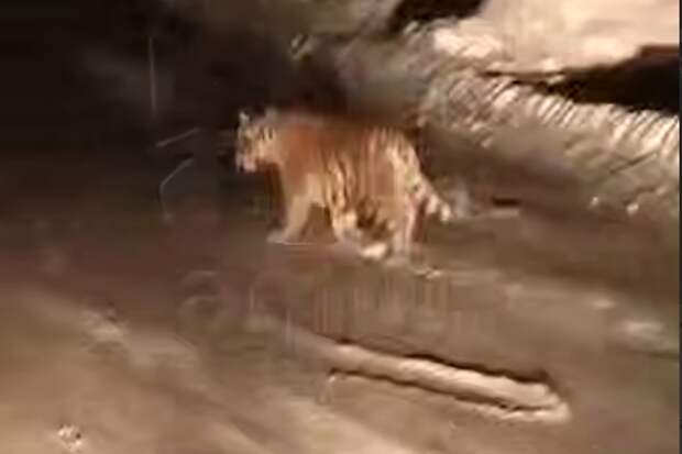 Mash: тигренок не хотел пропускать машину в Хабаровском крае и попал на видео