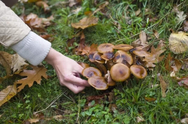 Врач Кашух предупредила об опасности первых весенних грибов