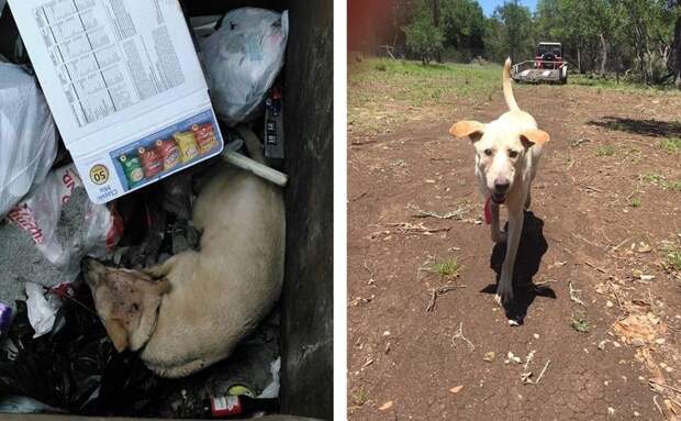 Dog Rescued From Dumpster Is Making An Incredible Recovery Just 2 Weeks Later
