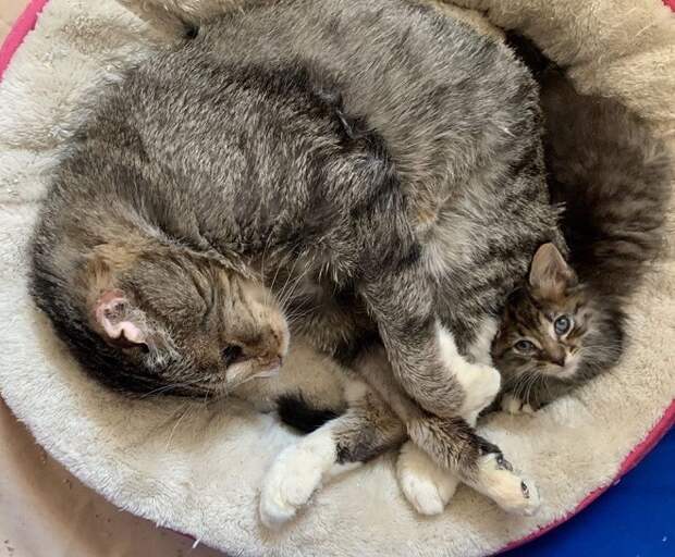 Котенок с котом Кот и котенок