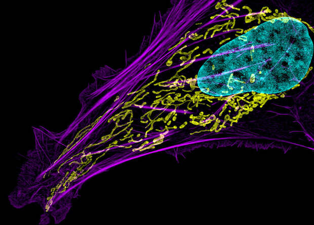 Мутации в митохондриях вызвали поломки в клеточном ядре и преждевременное старение мышей