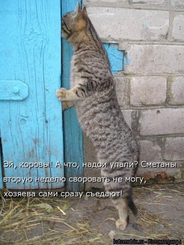 Свежая котоматрица (33 фото)