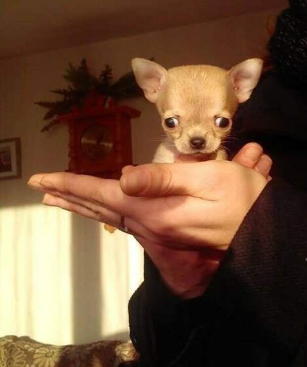 Туди — самая маленькая собака в мире? Зверьё, забавные, милота