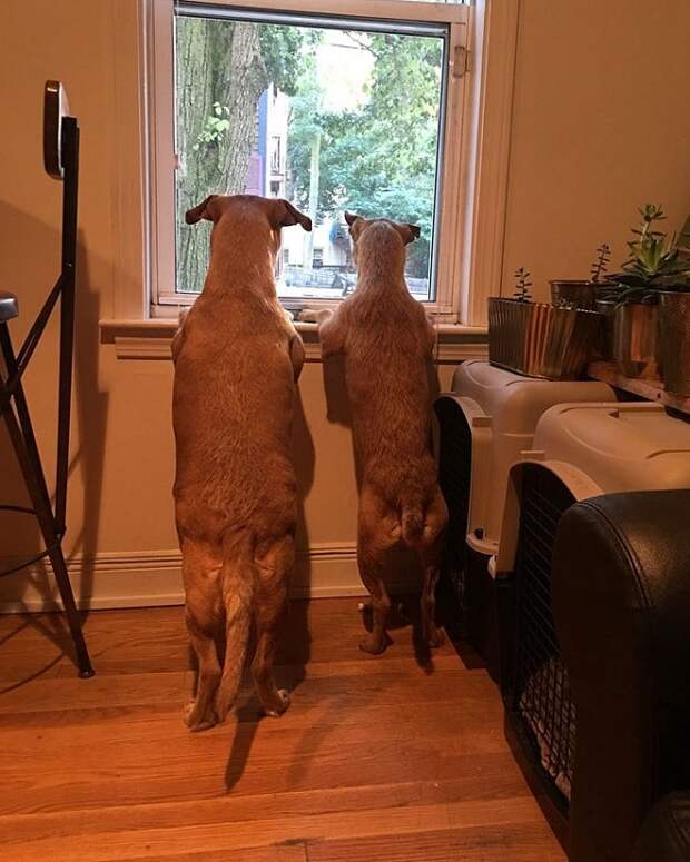 Собаки у окна