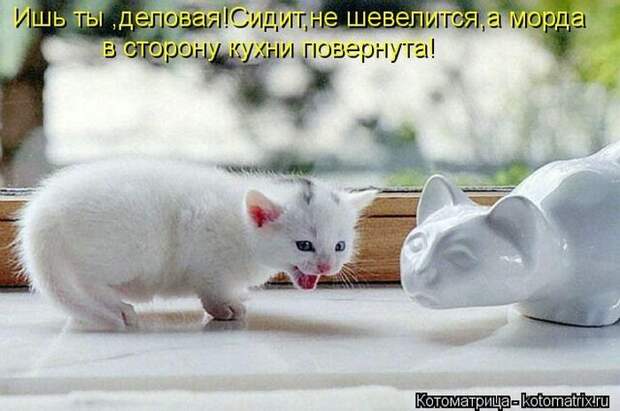 Котоматрицы великолепные, каждая с кусочком позитива и хорошего настроения!!!