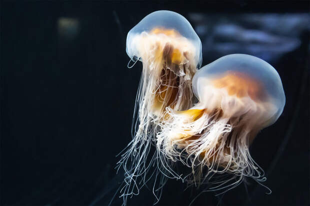 Биолог Трофимова посоветовала промывать морской водой место укуса медузы