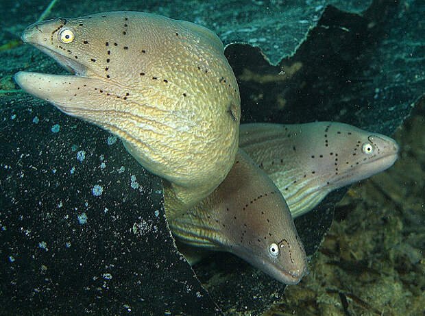 Pepperhead morays