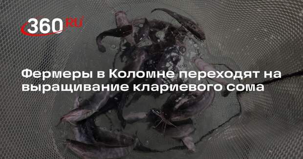 Фермеры в Коломне переходят на выращивание клариевого сома