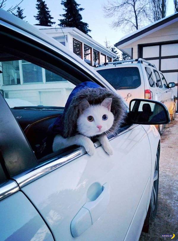 Животный мир! Животный мир!