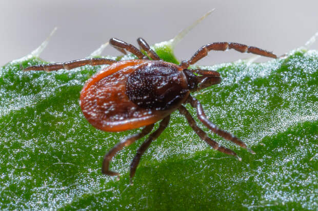 В Подмосковье зафиксировали первый в 2026 году случай укуса клеща