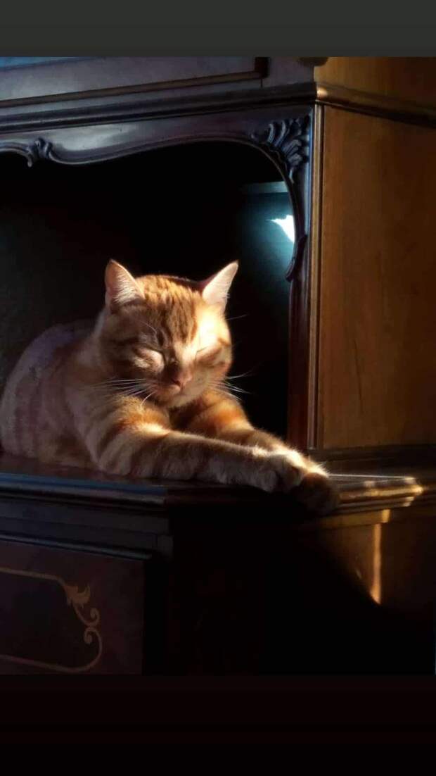 кот на солнце