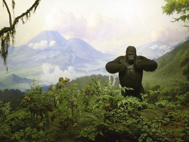 Диорама с гориллой, автор К. Эйкли. Детали необычайно точно воспроизводят дождевой лес. /Фото:wikipedia.org