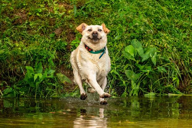 Финалисты фотоконкурса домашних животных Comedy Pet Photography Awards 2020