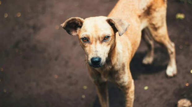 Собака / Источник фото: unsplash.com