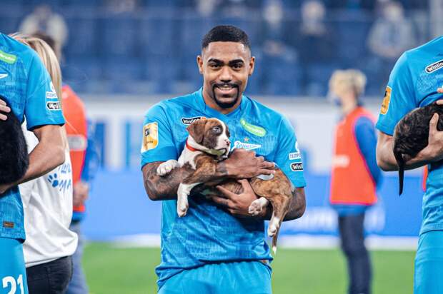 Футболисты «Зенита» и собаки: новая акция в поддержку бездомных животных 