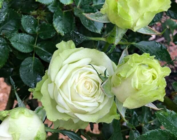 Роза «Грин Ти» (Rose ‘Green tea’). © San Antonio Rose Society  📷 