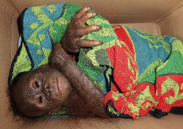 Детеныша орангутана использовали как домашнего питомца, а потом выбросили
