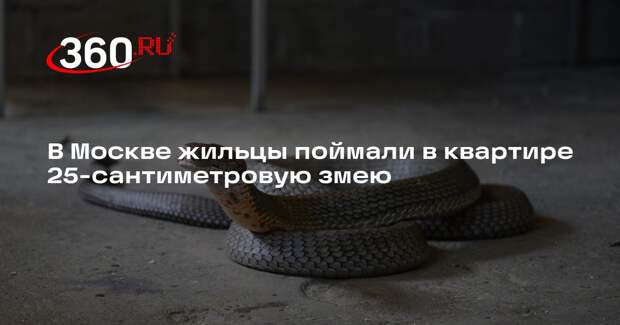 В Москве жильцы поймали в квартире 25-сантиметровую змею