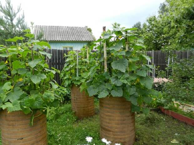 Новый способ выращивать огурцы в бочках.