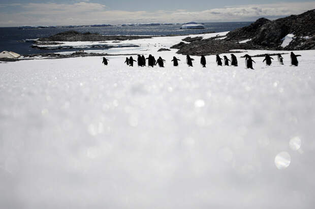 Стройными рядами ходят пингвины Адели на мысе Денисон, залив Содружества, Восточная Антарктида