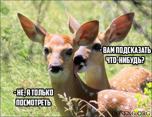 Прикольные картинки