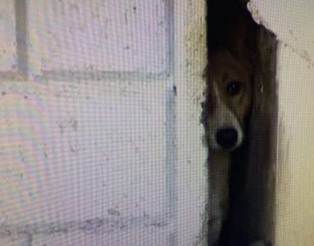 В Хабаровске собака три года живет в узкой щели между домом и магазином Узник замка "Иф", пёс