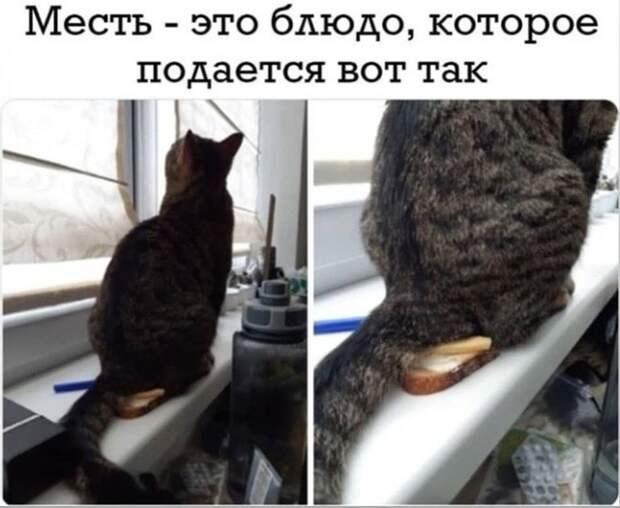 Месть Месть