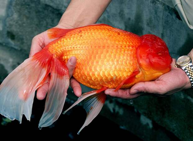 А эту рыбку зовут Брюс. Он — самая крупная золотая рыбка в мире.