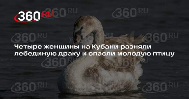 Четыре женщины на Кубани разняли лебединую драку и спасли молодую птицу