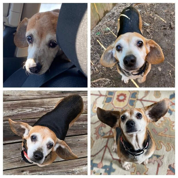 Снимки животных до и после того, как они обрели дом и любящих хозяев