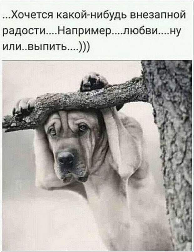 Баянисто-небаянистый юмор