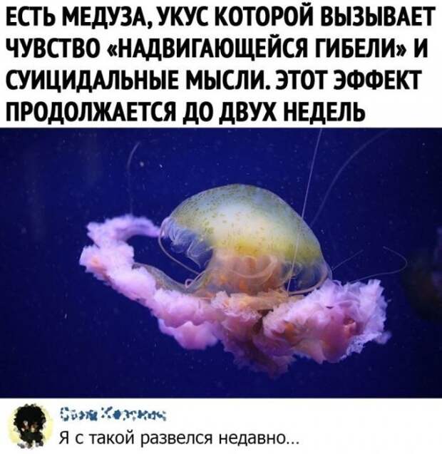 Смешные комментарии к постам в социальных сетях
