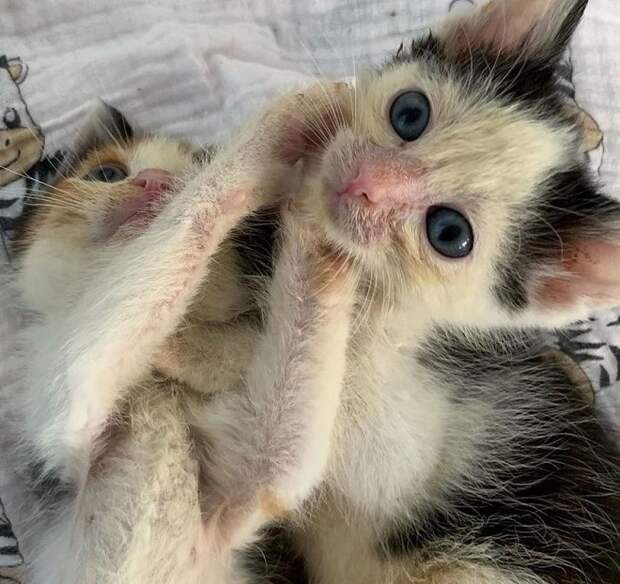 Котята с синими глазами Котята играют