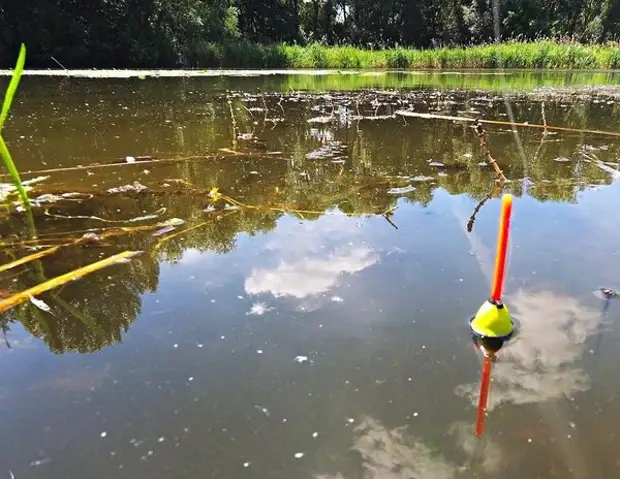 Рыбалка на поплавок. Поплавочная рыбалка. Поплавок в воде. Ловля на поплавок. Поклевка на поплавок.