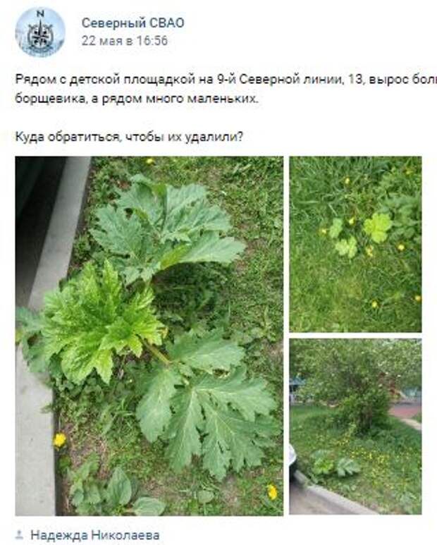 На 9-й Северной линии снова обнаружили и удалили борщевик
